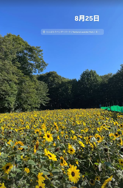 tambaraskipark's tweet photo. #ラベンダー生育状況調査隊
#たんばらラベンダーパークの風景
8月25日（ファイナルウィーク開催中‼️）
現在、ラベンダーは『グロッソ🪻』品種が開花終盤となっています✨この品種は一株一株に大きめの花穂がつくのが特徴です😊園内は目線の高さを変えながら鑑賞すると更にお楽しみいただけますよ👀

「たんばらラベンダーパーク🪻」では来園時期によってラベンダーの主役が変わるラベンダーリレー🏃‍♂️をお楽しみいただけるように管理🌱しております✨

早咲き中咲き品種の『ナナナリサワ🪻』『おかむらさき🪻』から遅咲き品種の『グロッソ🪻』へとラベンダーリレー🏃‍♂️が順調に進んでいます✨
シーズンを通して何度も足をお運びいただくリピート来園🚗がオススメです✨

園内の見頃を過ぎたラベンダー🪻はお花部分を丁寧に摘み取り「ドライフラワー」や「サシェ（香り袋）」になったり、「精油」をおこない再利用されています✨
刈り込み風通しを良くしたラベンダー株は来シーズンもキレイに花が咲くように育成を始めています🌱育成中のラベンダーも是非お楽しみください✨
#順調な生育

ひまわりガーデン🌻のひまわりも日々新しい花を咲かせ、一面黄色に見頃になり園内の賑わいが増しています

彩の丘の一面のケイトウ🌈も見頃を迎え圧巻の景色を作りだしています。フォトスポット📸に大人気となっています

本日は終日晴れ予報🫰朝の気温は22℃🎐最高気温が25度程度を予想しています。
標高1,300mでは都内と比べて-5°〜-10°程度気温は低いですが、日差し☀️は強めなので、日焼け止め、水分補給、熱中症対策はお忘れなく⚠️園内ラベンダー専用傘を日除けにご活用ください✨

「森の遊歩道」の中は木々🌳に囲まれ涼しいエリア🍃

ワンちゃん🐕達も涼しい園内でお散歩を楽しんでいます❣️

皆様のご来園お待ちしております♪
#見渡す限りラベンダー🪻
#高原の涼しさとおいしい空気とお水があります
#関東最大級５万株のラベンダーパーク
#ワンちゃん大歓迎🐕

#あしかがフラワーパークの入園券でお得に入園
2026年6月27日(土)～2026年8月30日(日)開園
https://t.co/iROfbCubfB

#たんばらラベンダーパーク
#たんばら
#玉原高原では広大なブナ林をハイキング
#玉原湿原は希少な動植物の楽園