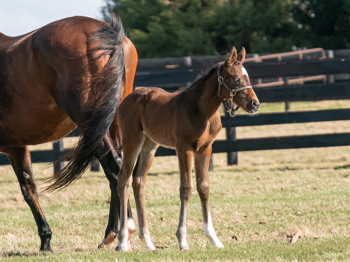 StonestreetFarm's tweet photo. No Monday blues over here ๐
๐ฅ TAM TAM (23 Medaglia dโOro x Princess Julia) surged home to capture her first Grade 1 victory in the Del Mar Oaks (G1), making it her second straight stakes win. #BredandRaised
๐ฅ PRIME CONNECTION (23 Into Mischief x Berned) rolled clear to break her maiden at Saratoga. #BredandRaised
๐ฅ BACIO, a son of MACLEANโS MUSIC (pictured), led all the way to victory in the Coolmore City Of Troy Nunthorpe S. (G1) at York Racecourse and punched his ticket to the 2026 Breedersโ Cup! He is out of Katieโs Kiss, by Stonestreet stallion KANTHAROS. #BredandRaised
@DelMarRacing @DarleyStallions @TaylorMadeSales @JuniorandKellyA @spendthriftfarm @LindaRiceRacing @TheNYRA @ElmTreeKY @HillnDaleFarm @coolmorestud @yorkracecourse @JJHernandezS19