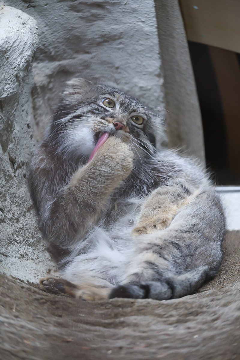 Rockleohana's tweet photo. マヌルネコのフィーガでGood morning🛣

#マヌルネコ   #フィーガ   #pallascat
#野毛山動物園 https://t.co/vNpuQWqiN9