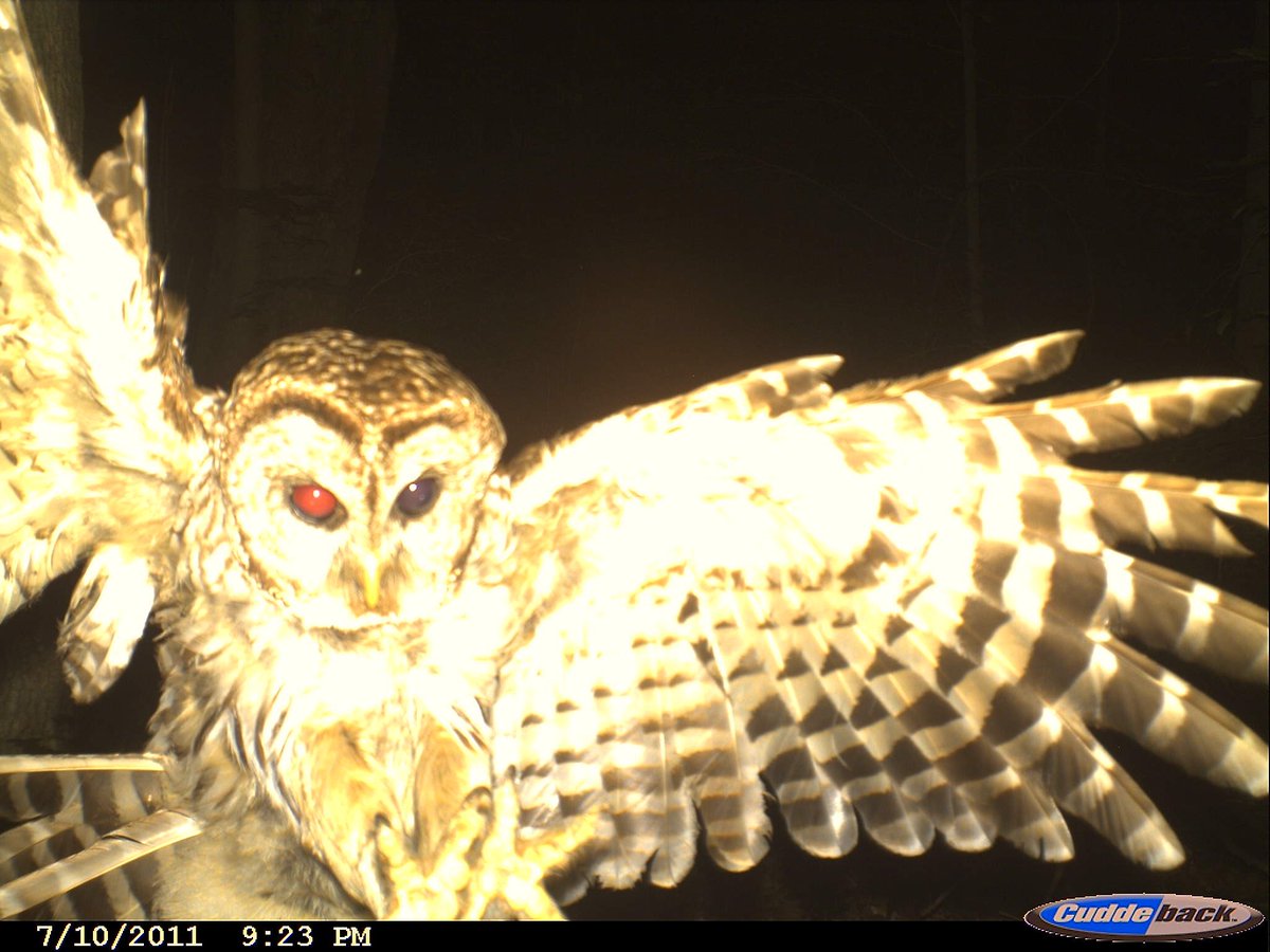 Trail_Cams's tweet photo. https://t.co/SAbpr3wFT9