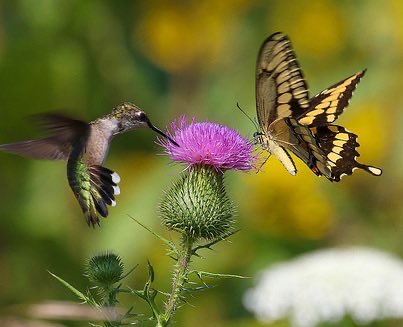 Bleu_Owl's tweet photo. “If love had a shadow, it would look like …”

… a Hummingbird collecting nectar from Scotch Thistles next to a Butterfly. ~

#love #poetry #simbiosis @Bleu_Owl https://t.co/qaQhkZ1lzq