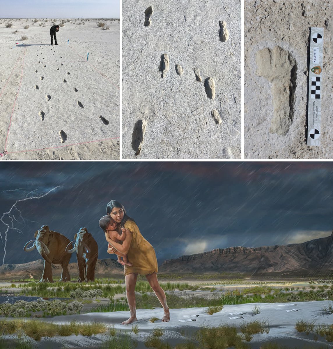 Megalithic12000's tweet photo. Human footprints at White Sands in New Mexico date to roughly 23,000 years ago.

Thousands of them, stratified through metres of ground, alongside mammoth and giant sloth tracks. https://t.co/njaooezzoF