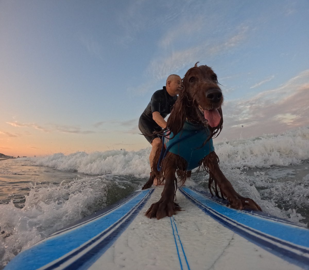 Surfing_Dog's tweet photo. 2026.8.25
ハッピータンデムサーフィン♪
#goprodog #hero13black
#goprojp
#goproのある生活
#wavestorm #stormblade
#bambina #アイリッシュセター #irishsetter
#サーフドッグ #サーフィン犬
#サーファー犬 #ドッグサーフィン
#波乗り犬 https://t.co/3C8ydgM7c7