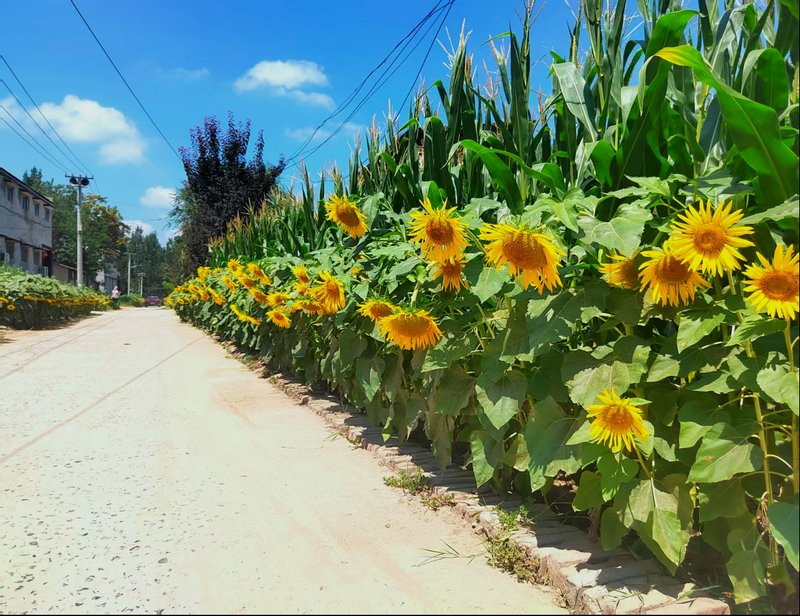 UFoLjUMKFhjpbSe's tweet photo. Walking the city streets, found a sunflower stand glowing under the afternoon shade. Small urban joys hit different. https://t.co/z6PuO9CI6y