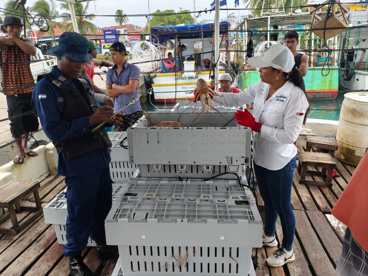 InpescaNic's tweet photo. INPESCA realizó inspecciones en dos puntos de la RACCS para verificar el cumplimiento de las normativas pesqueras. En Corn Island, se revisó el arribo de la embarcación Capt. Kaysie, con el siguiente registro:

Langosta entera viva: 1,430 lb
Cola : 300 lb
Carne de cacho: 70 lb https://t.co/03BKKunNGh