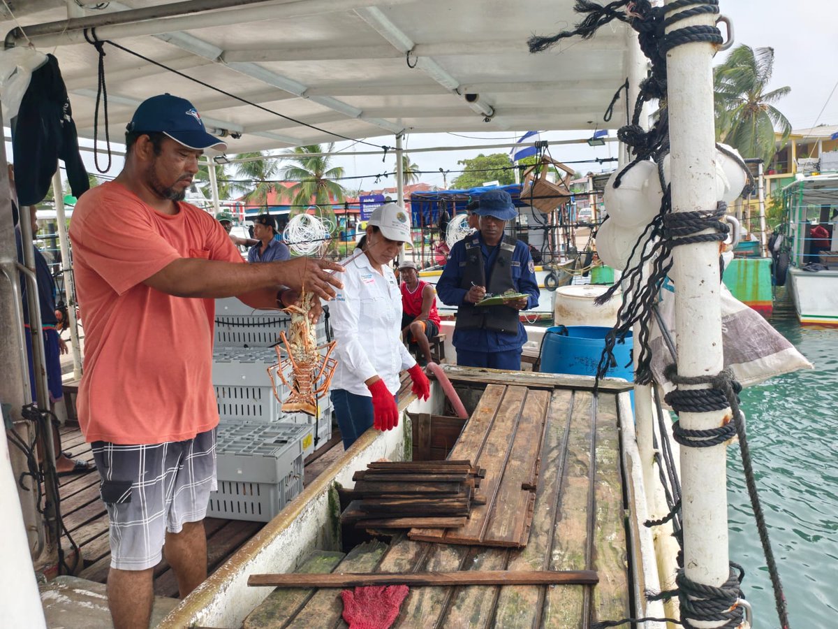 InpescaNic's tweet photo. INPESCA realizó inspecciones en dos puntos de la RACCS para verificar el cumplimiento de las normativas pesqueras. En Corn Island, se revisó el arribo de la embarcación Capt. Kaysie, con el siguiente registro:

Langosta entera viva: 1,430 lb
Cola : 300 lb
Carne de cacho: 70 lb https://t.co/03BKKunNGh