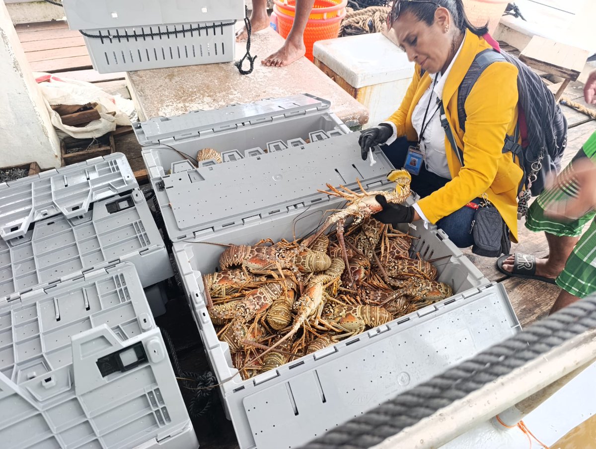 InpescaNic's tweet photo. En Bluefields, se inspeccionó la embarcación Fenix VI, que trajo a bordo:

🦞 Langosta entera viva: 220 lbs
🦞 Cola de langosta: 600 lbs
Ambas revisiones forman parte del trabajo continuo de fiscalización en el Caribe nicaragüense. https://t.co/ySCFCqZnB4