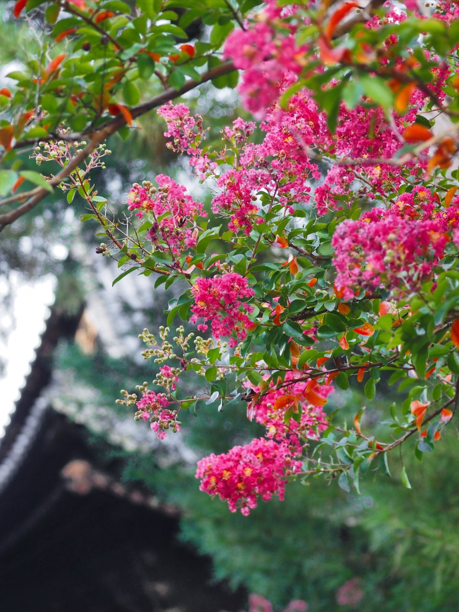 azukimochi_3rd's tweet photo. 南禅寺のサルスベリが綺麗に咲いていました

昨日撮影です https://t.co/d588rUSCdv