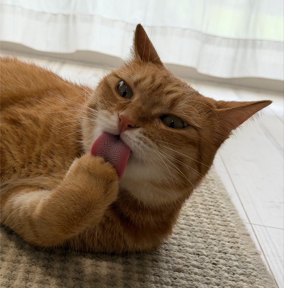 kunyan_kainyan's tweet photo. おててのお手入れ、鼻にシワがあるのもペロッとしてるのもどっちも可愛いですよね https://t.co/lKG6BLLbQ6