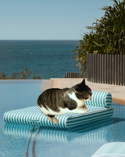 CatCoinCapital tweet picture