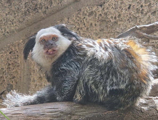 p0tpvper25's tweet photo. We have a chance to do something amazing here.

Dikumba is a white-headed marmoset, a very rare species, he weighs less than half a kilo and HIS STORY IS FUCKING INSANE

Dikumba crossed a river, WAS STOLEN by a wild troop, mated and fought while he was among them, and came home with an SIV diagnosis that no test can figure out.

The ADCP are short of funds AND LITERALLY ASKING FOR DONATIONS AND FUNDING

https://t.co/2veLmVjz7J.