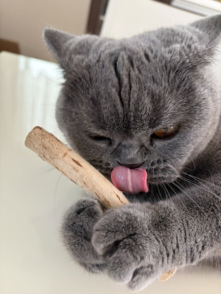 sakurapi_ko's tweet photo. 朝またたび
味わう
#ブリティッシュショートヘア
#猫のいる暮らし
#猫好きさんと繋がりたい
#ねこのきもち https://t.co/m3UFeIv4hQ