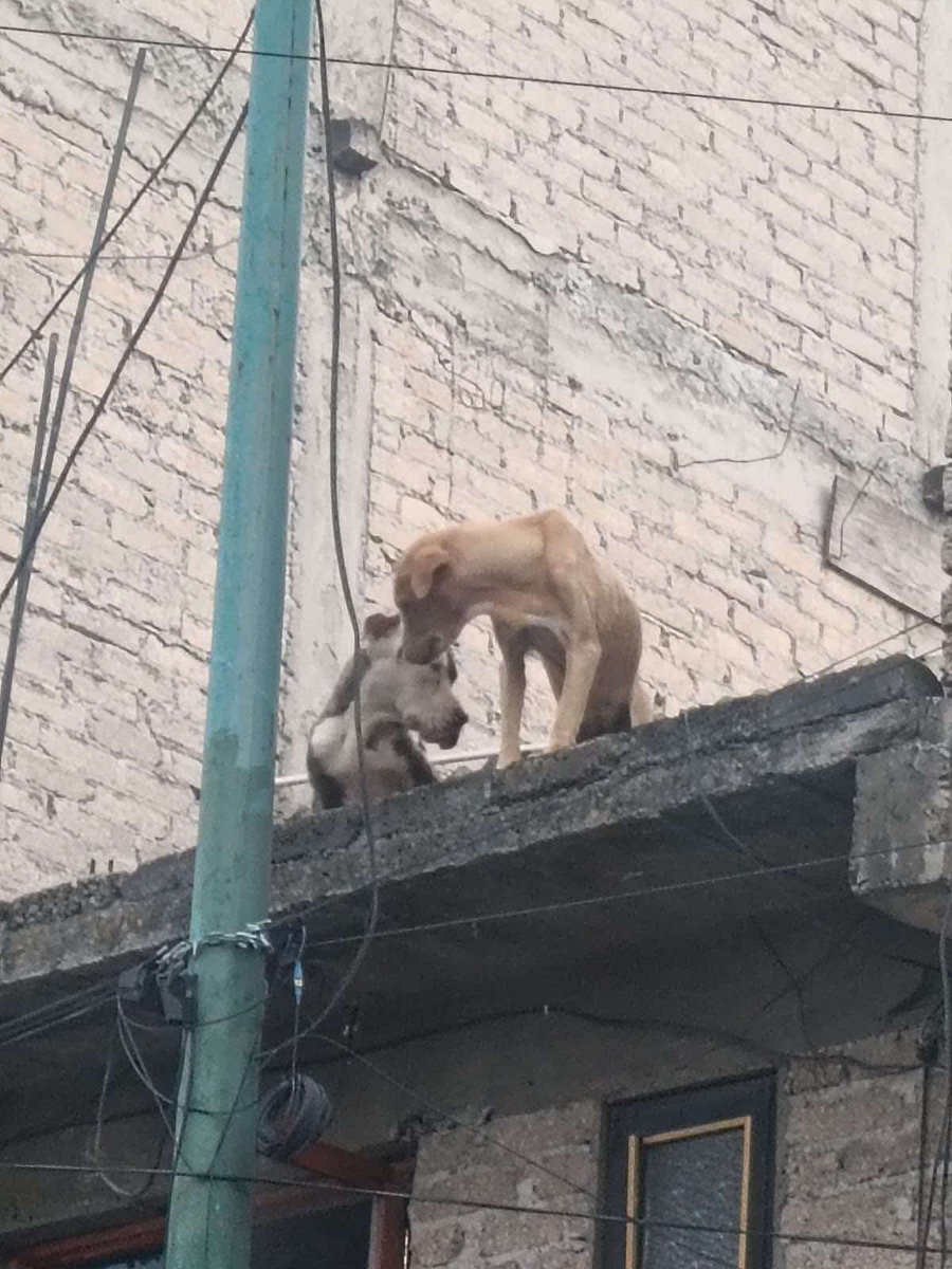 TlalpanVecinos's tweet photo. Vecinos solicitan apoyo para que las autoridades correspondientes revisen la situación de unos perritos que, según reportan, se encuentran en una azotea y aparentemente presentan un estado de salud muy deteriorado; señalan que se ven extremadamente delgados.

📍 Ubicación: calle Mayahuel, frente al Pan Chino.
📍 Entre las calles Pomuch y Sacalum. @PAOTmx