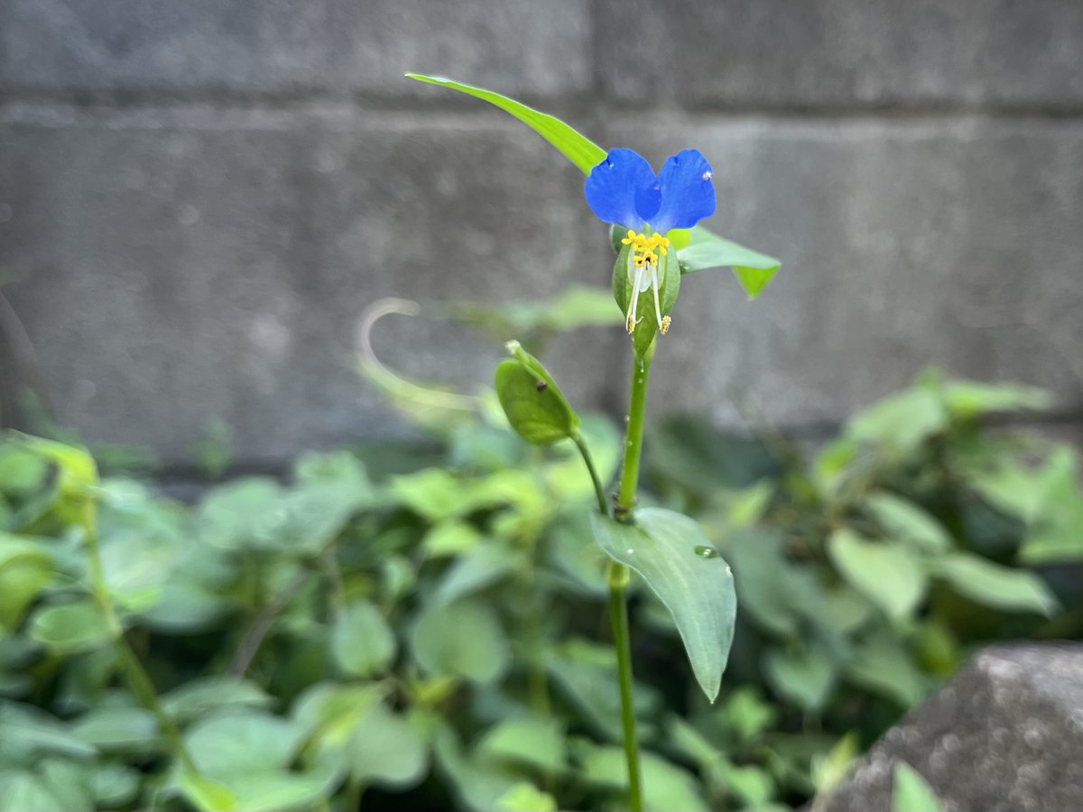 chenkochan's tweet photo. おはようございます。
眩しい朝。
ツユクサの青が点々と増えてきました。
ちょっと動くと一気に汗のスイッチが入りますよ。
ご安全に。良い1日を✨ https://t.co/Aq9EfmcNkC