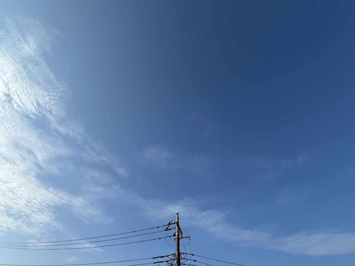 chenkochan's tweet photo. おはようございます。
眩しい朝。
ツユクサの青が点々と増えてきました。
ちょっと動くと一気に汗のスイッチが入りますよ。
ご安全に。良い1日を✨ https://t.co/Aq9EfmcNkC