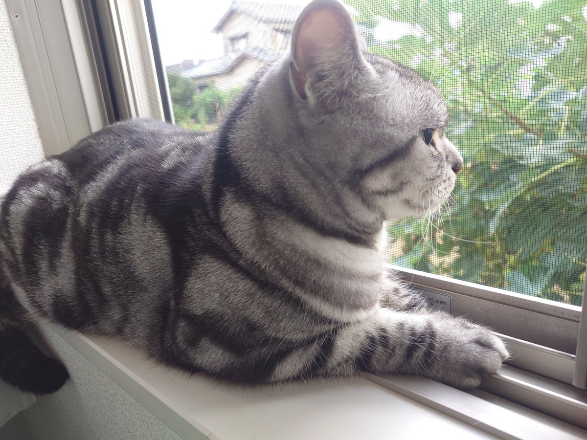 ebisukii's tweet photo. おはようございます٩(*´꒳`*)۶
2026年8月25日 火曜日 ☁☀

今日も皆さんの1日が
心穏やかに過ごせますように🍀*゜
 #猫と暮らす
 #ニャルソック
 #猫好きさんと繋がりたい
朝ごはんを食べていつものルーティンです🐱
無花果が実り始めてました( *´꒳`*) https://t.co/sONWrlXAb7