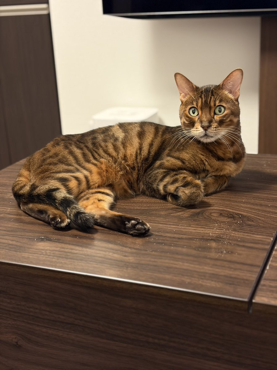 maa_chan_11's tweet photo. おはようございます🐈 https://t.co/O4fFwG7bVC