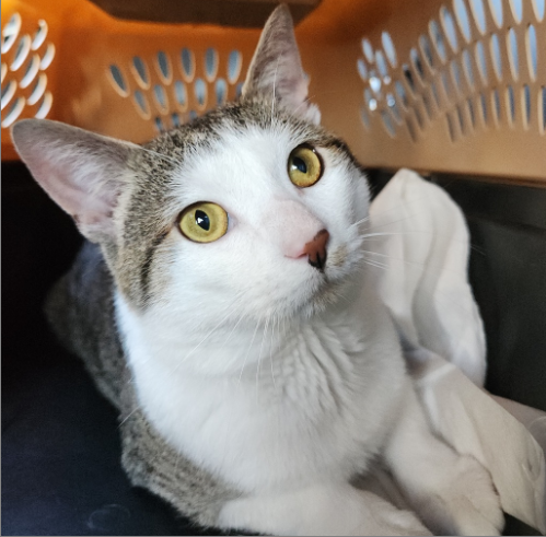 4PawsTeam's tweet photo. Looking for a cat that checks all of the boxes?
-Loves to be picked up &amp; held
-Loves to be pet

Kangaroo shows his playful nature with his meows and trills that he uses to play. Due to his playfulness, he would do best in a home with another kitty.

https://t.co/DDVWHy7FO2 https://t.co/F9epSABPat