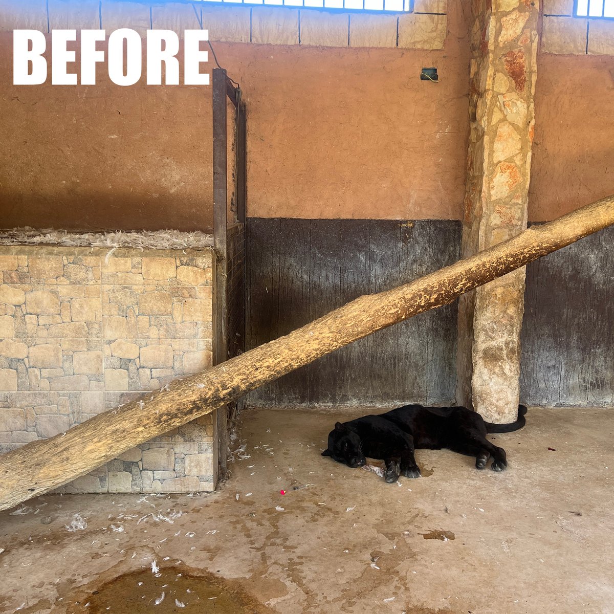 animalsanctuary's tweet photo. Picture Of The Day!
Location: The Wild Animal Sanctuary, Keenesburg, CO

Warm greetings from Black Jaguar Bagheera II here in Colorado!

Bagheera II is thriving and truly embracing life in his forever home at The Wild Animal Sanctuary. It is an inspiring sight to watch him grow stronger, bolder, and more confident each and every day.

Coming from a heartbreaking past in Lebanon, Bagheera II’s world used to be defined by fear, isolation, and cold concrete floors. But today, all of that is a distant memory. Here he spends his time soaking up the warm sunshine, feeling the cool breeze, and wandering through the grass with the peace and dignity every animal deserves.

We are so grateful to our amazing supporters who make moments like this possible, giving incredible survivors like Bagheera II the second chance he was always meant to have.  Thank you!

#TheWildAnimalSanctuary #WildAnimalSanctuary #Colorado #Sanctuary #Rescued #LebanonRescue #BeforeAfter