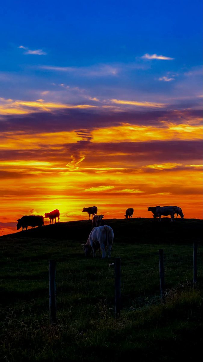 ThisIsIreland3's tweet photo. When the sunset wraps the peaceful herd in golden light, Cross Beach 🌅🐄
📍County Mayo-Éire 🇮🇪
📸 Marita Springe
Goodnight from Ireland, sleep well and peacefully 💚
#Mayo #Sunset #Ireland #Goodnight #Crossbeach #Peace #Sleep https://t.co/ftjRi7IDDb