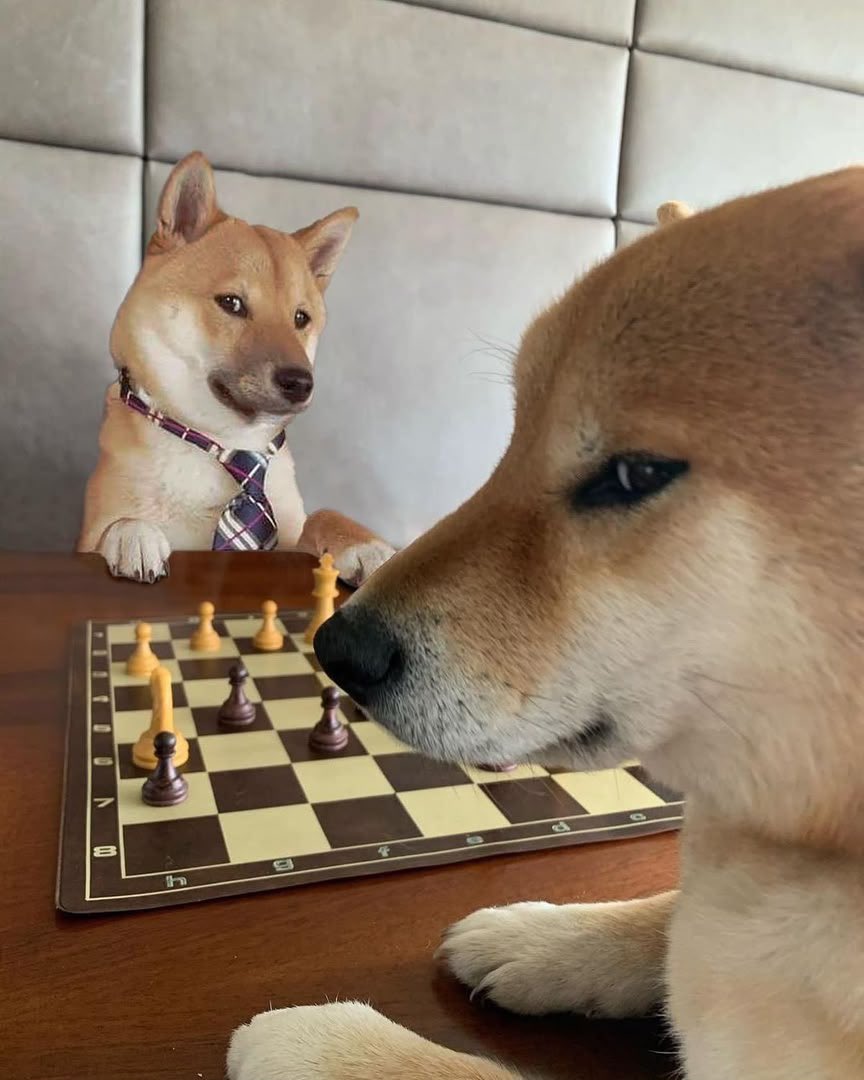 Aiburi_'s tweet photo. @anonh5o We playing chess, they playing checkers $doge2 https://t.co/tpjgXY4hZU
