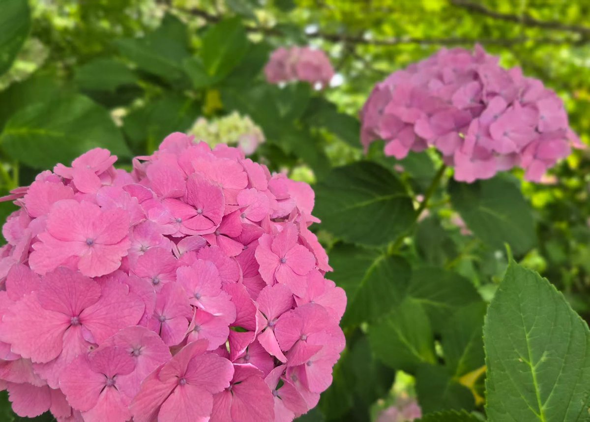 akemi3813's tweet photo. 「まぁるの庭」さんへ行って来ました🌸🌿
*
今回は…
パステルカラーの「ガクアジサイ」に一目惚れ😍💓
でした💙🩷
*
とっても可愛くて…
近くで眺めたり…ちょっと離れて眺めたり…
の繰り返しでしたょ😂💦
*
*
①～③…「ガクアジサイ」
④…「ヤマユリ」
⑤～⑥…「チョコレートコスモス」… https://t.co/q4jlU7wzQA
