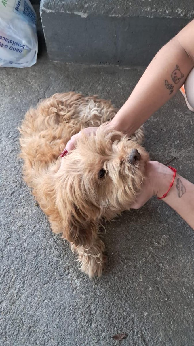 BooCripto's tweet photo. From the cold streets to warm, loving hands. 🐾💚This is why we build and why transparency matters. Every rescue, every bath, and every medical check is proof that love changes everything. The Boo Family never stops! 🐶✨$SOL #Solana #DogRescue #SecondChance #AnimalWelfare https://t.co/XUuB7rKETD