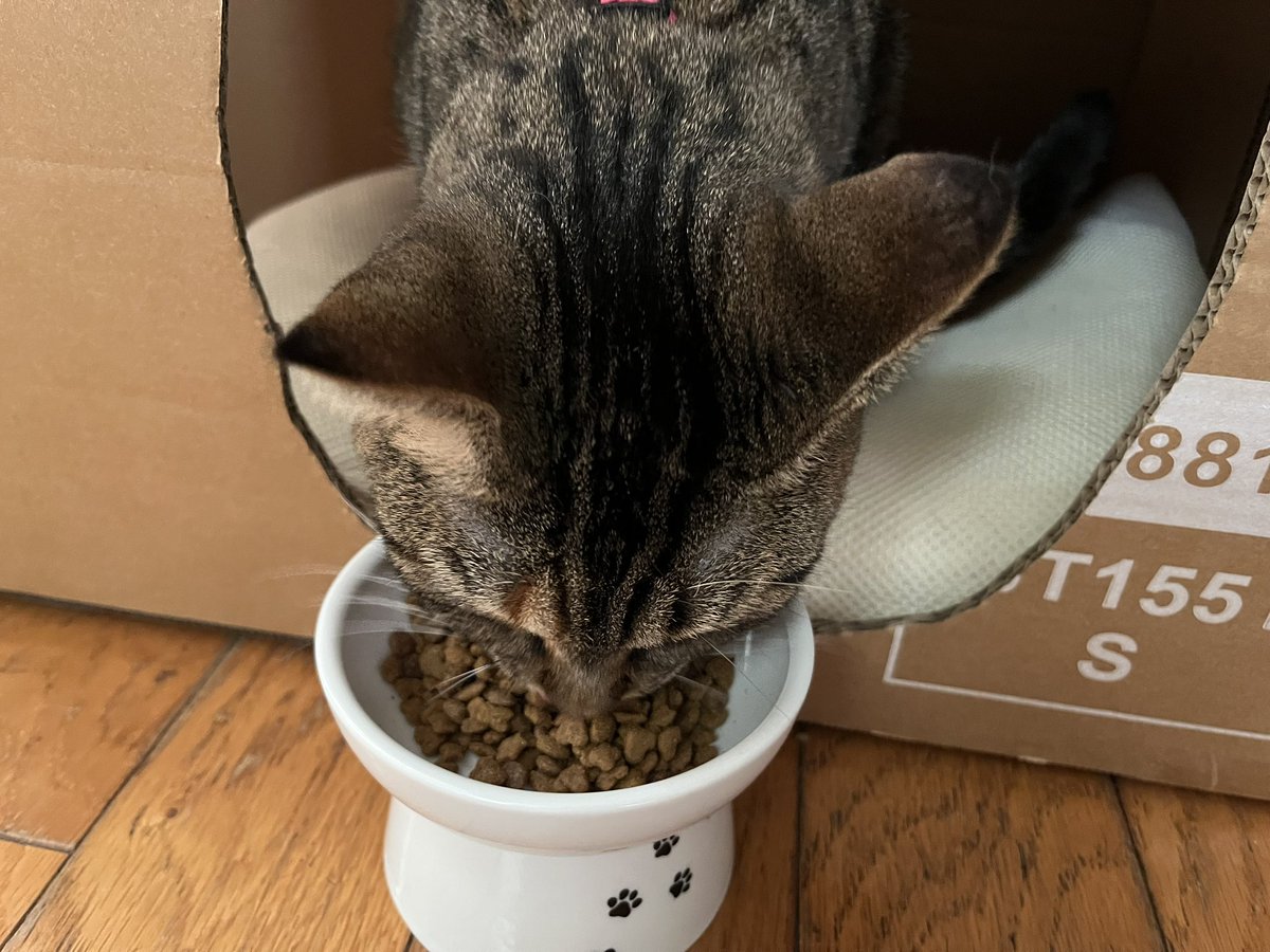 4u846l's tweet photo. きょうは40℃になるんだって🥵
あつさたいさくでたべる🍚🐈🐈 https://t.co/RCK28sbuah