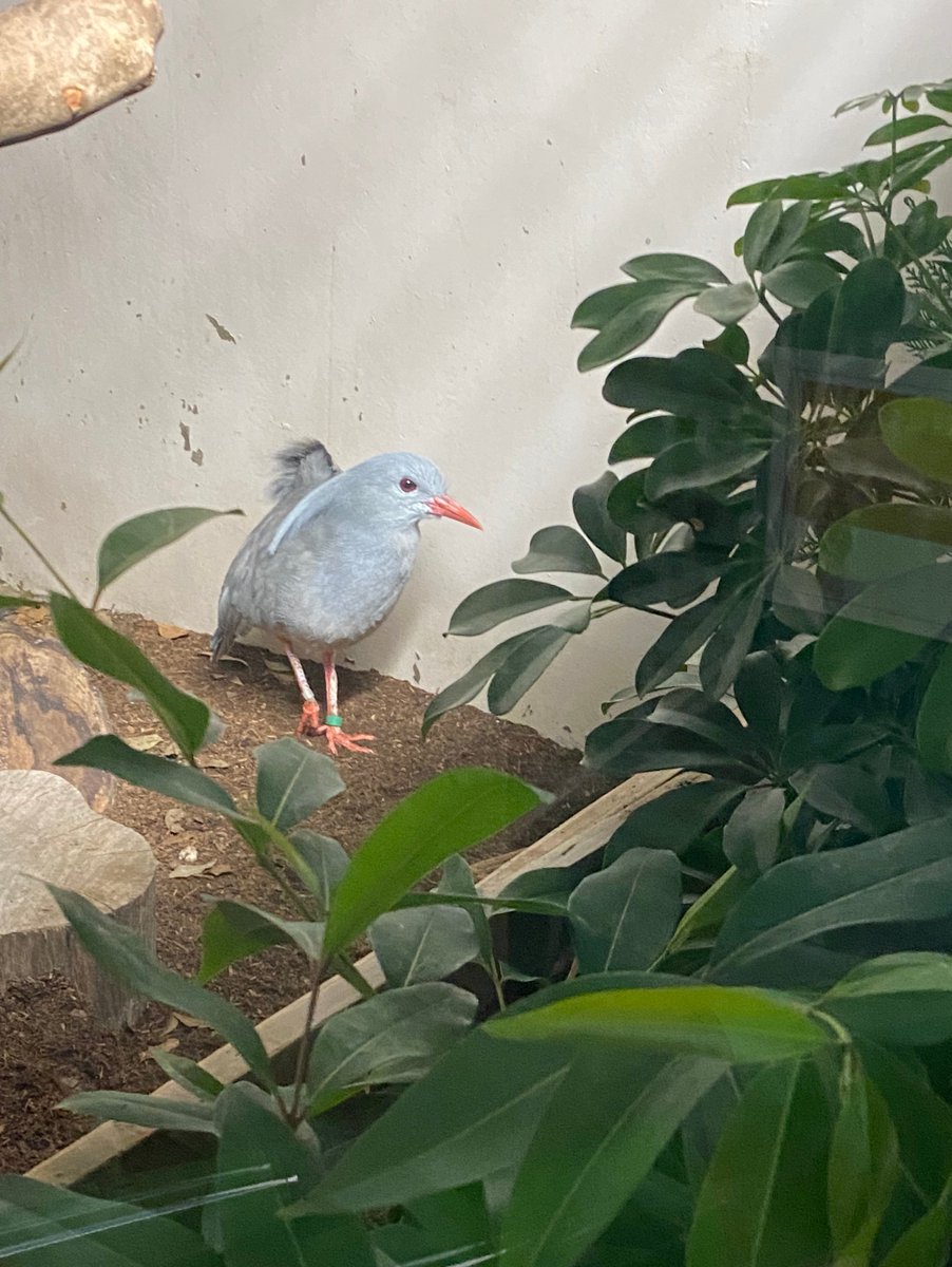 nogeyamazoo401's tweet photo. #ありがとう野毛山 #みんなの野毛山アルバム #今月のマンスリー動物
#ナイトのげやま も終盤🌙夜の #カグー たちはというと寝ています！ナイトの時間は非展示ですが、展示場前は通行できます。窓越しにそっと見守ってください。寝る時は頭を後ろにして寝ます。寝起きのミドリンの寝癖写真がありました https://t.co/qCyqws1cEB