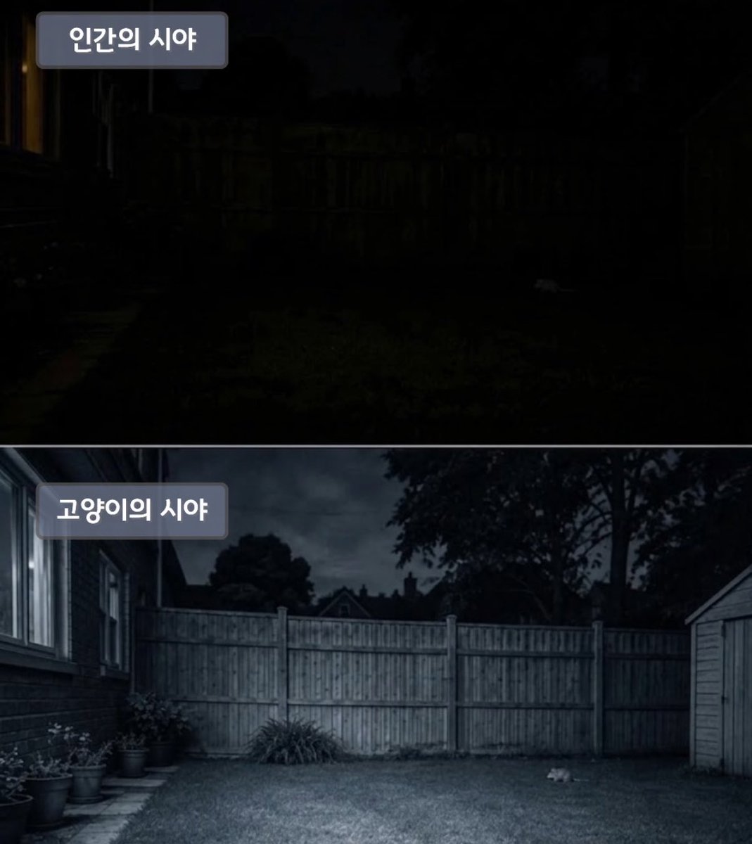ceolmh3's tweet photo. 인간의 시야와 동물의 시야의 차이점 

사슴이 저래서 못피하는거구나 ㅜㅜ
매의 시야는 진짜 망원경 수준이네 ㄷㄷ https://t.co/gcgIK0kq2S
