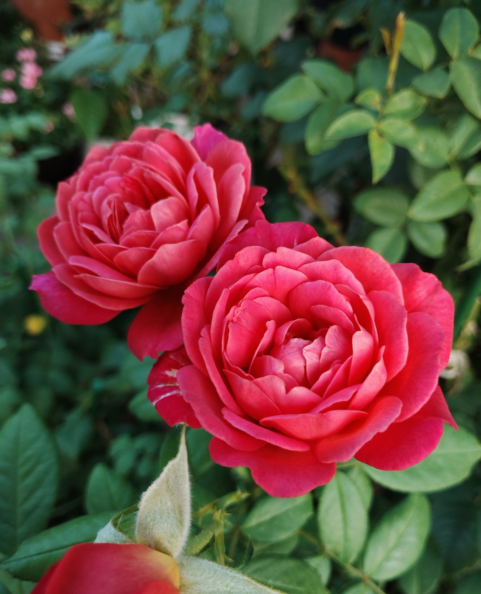 rosiemiro's tweet photo. エマ・ブリッジウォーター🌹 https://t.co/EmLUkqlIdf