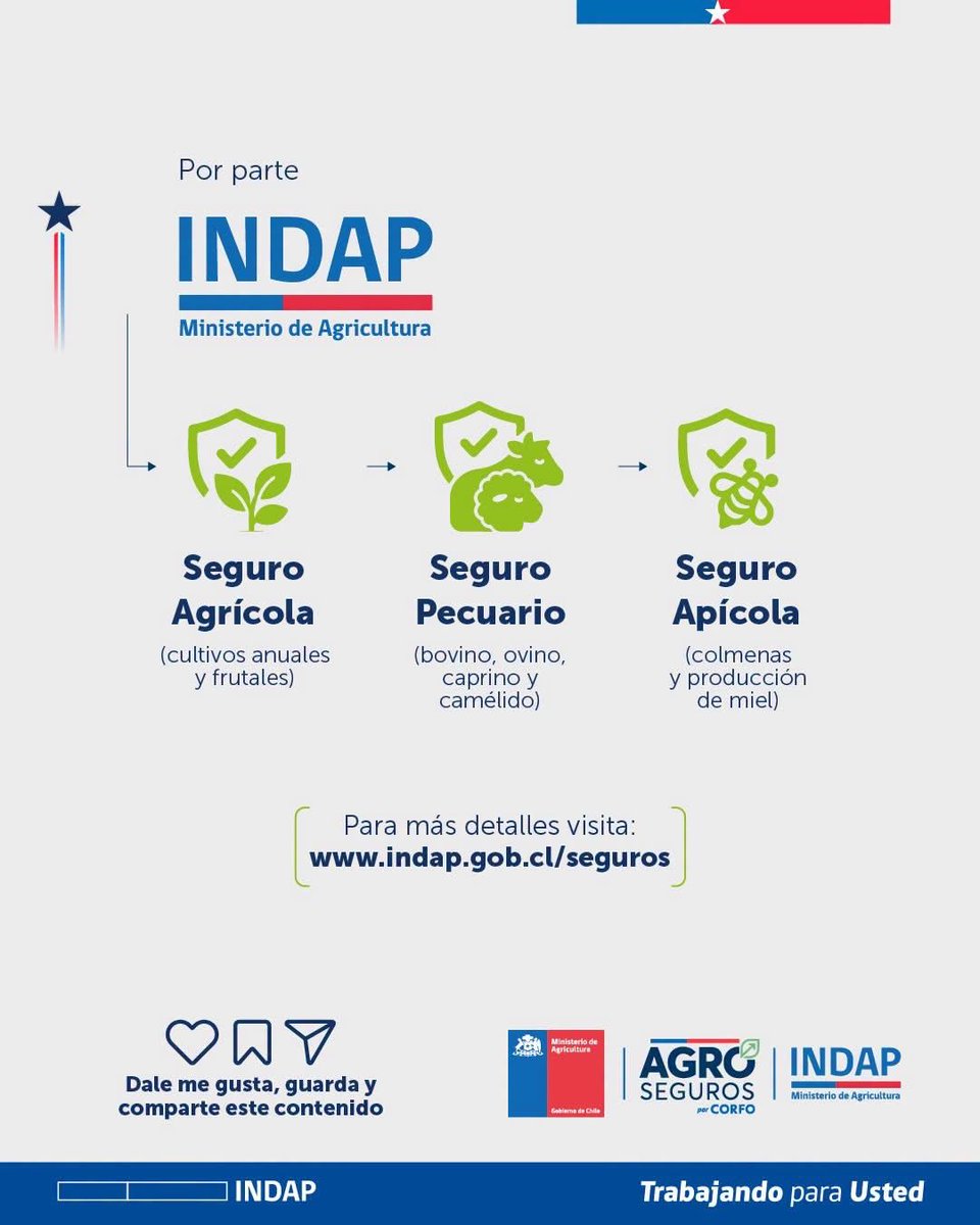 Agroseguroscl's tweet photo. ¿Quieres proteger tu producción agrícola, pero te preocupa el costo del seguro?  

¡El Gobierno de Chile te apoya! 

Desliza para que estés al tanto de todo lo que debes saber al respecto —> 

 Conoce más en https://t.co/ESnsFBLzNs

#Agroseguros #INDAP #Minagri #Corfo  #Subsidio https://t.co/H4R3Zvw7N0