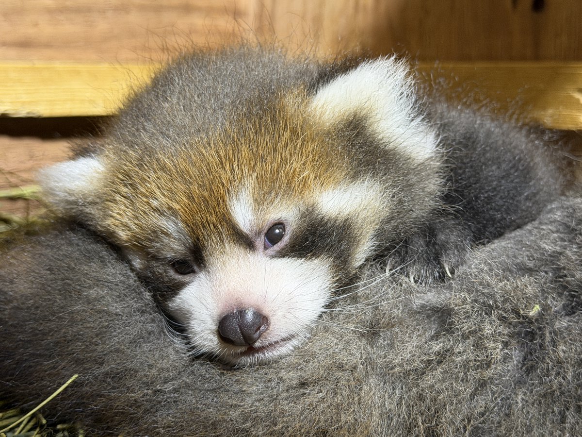 nishiyama_zoo's tweet photo. 最近は顔立ちの違いもはっきりしてきて、それぞれの個性が見えるようになってきました。

#鯖江市西山動物園
#レッサーパンダ
#アケビの仔 https://t.co/V2yn8mZxx1