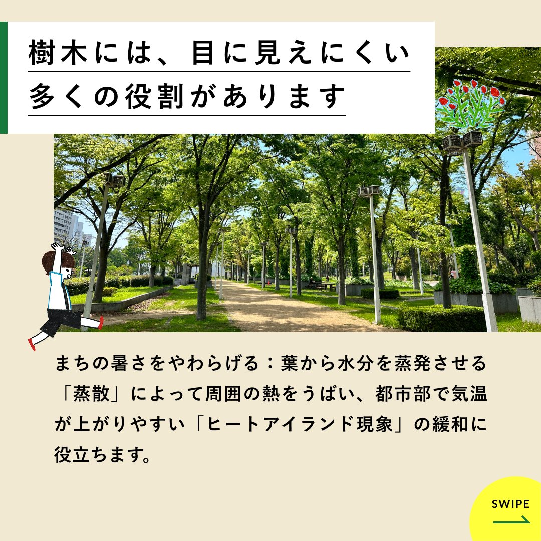 parksgreenery's tweet photo. まちの木は、ただ立ってるだけじゃない🌳
御堂筋のイチョウ約870本の役割をi-Treeで数字にすると…
CO2吸収4,986kg/年、雨水2,315m³/年(お風呂約9,850杯分!)
美しい並木は日々の点検・剪定あってこそ。見上げてみて👀
#街路樹 #御堂筋 #iTree https://t.co/ILTFhWlPI3