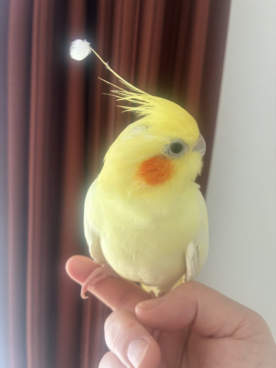 lirolulumua's tweet photo. 黄ピクミン https://t.co/4Wb7gVdbv7