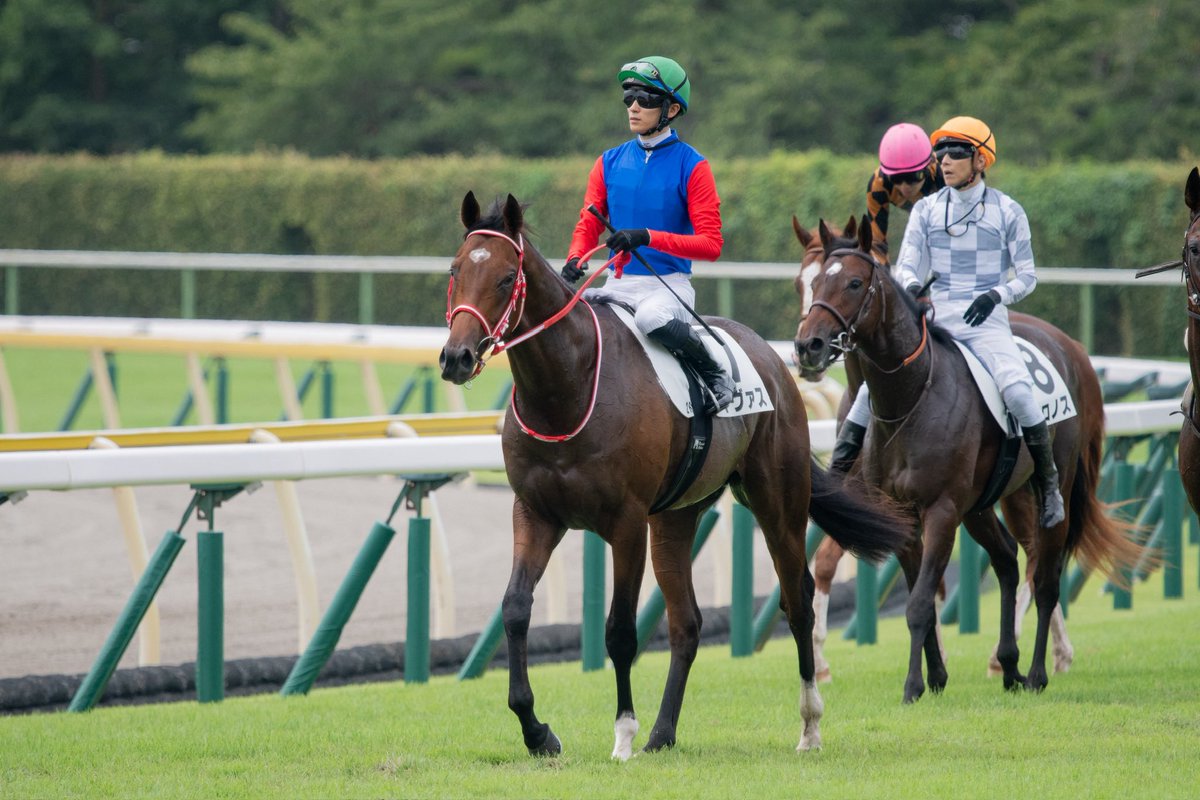 yahagistable's tweet photo. 先週の結果🏇

▼8/22（土）
<中京>
5R スプレンドーレ 12着

<札幌>
10R ジーベック 9着

▼8/23（日）
<中京>
12R イットガール 9着

<新潟>
2R タイヴァス 1着🥇

<札幌>
2R リーゼントエース 9着
5R ソフィーサンライズ 5着
6R サンセットゴールド 1着🥇
8R ジェルブロア 3着🥉
9R ドーギッド 10着
12R テルヒコウ 14着

応援ありがとうございました！

#タイヴァス 
(写真提供：やまさん)
@umayama3