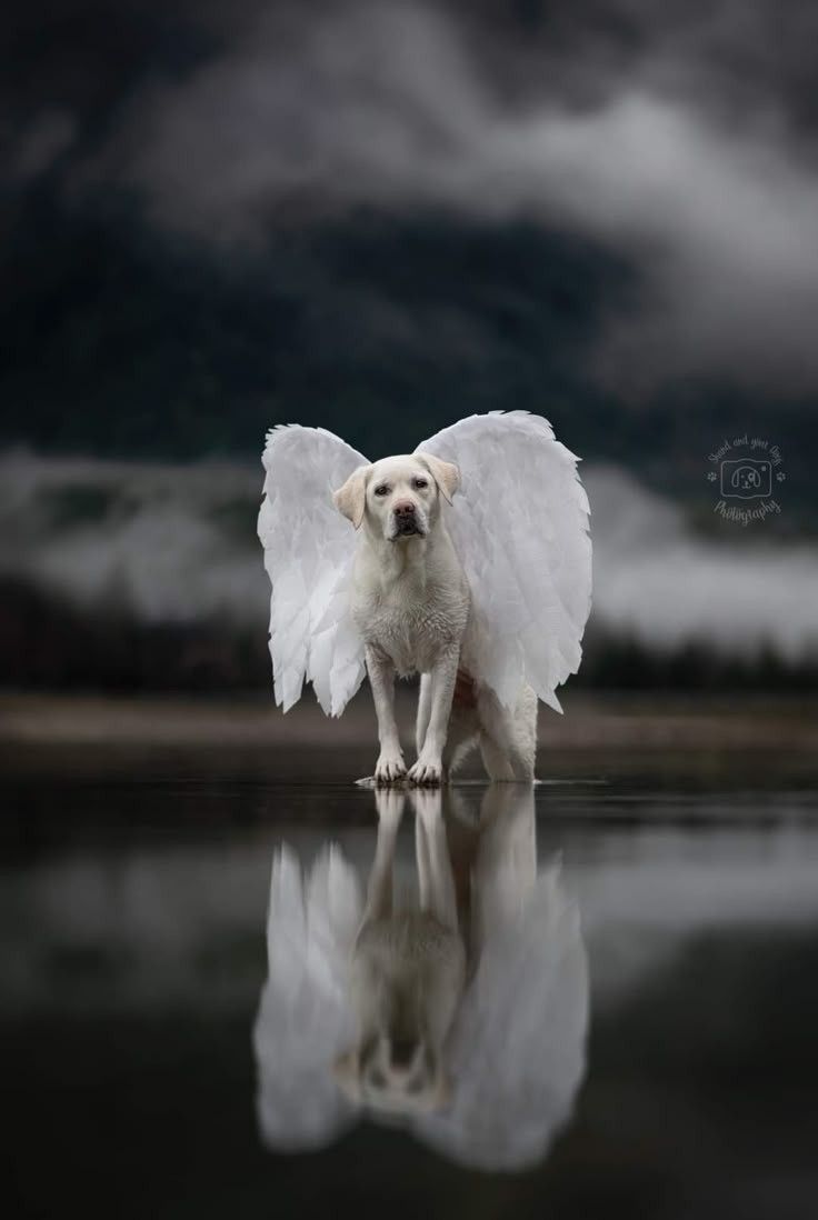vivaneil1234's tweet photo. God gave them four paws so no one would know they are angels.🐾🐾😇 https://t.co/JDJXxnYmhf