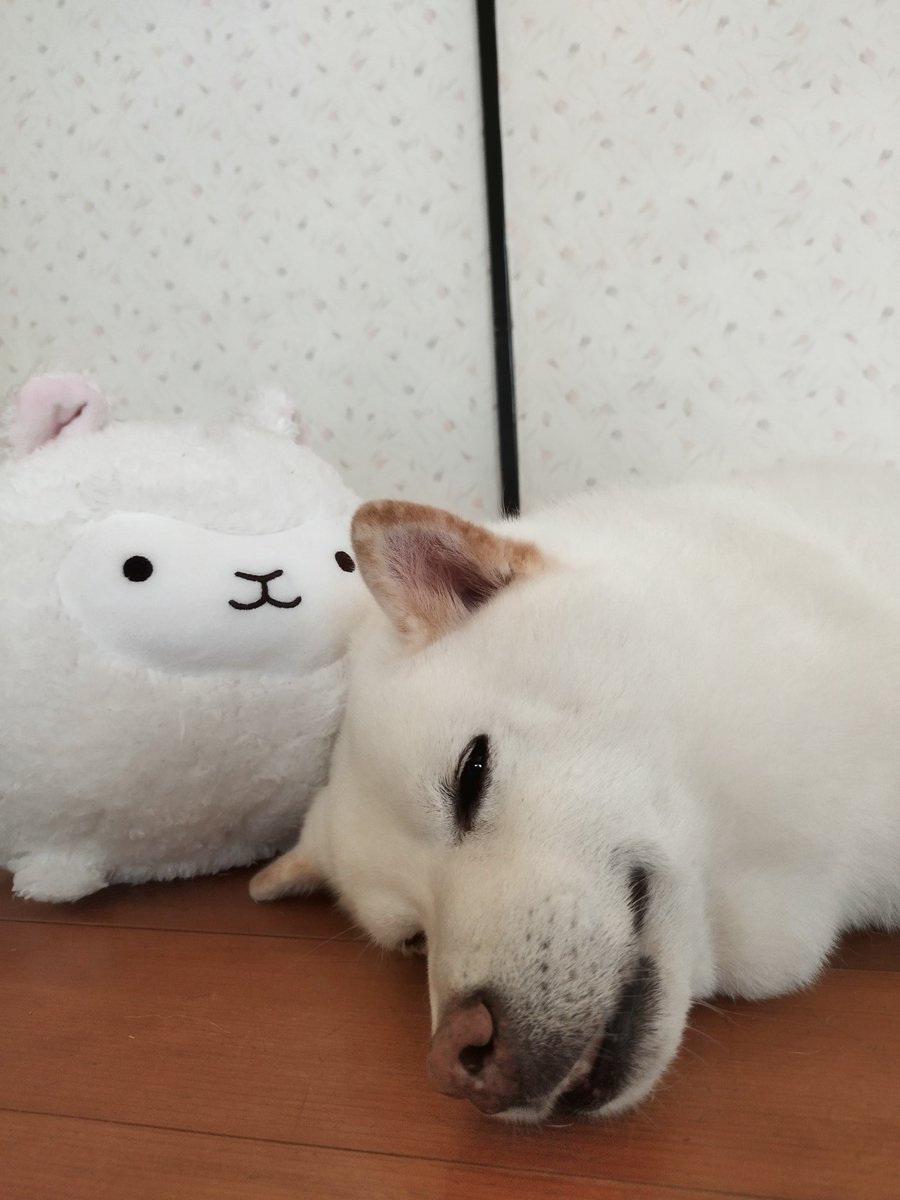 SPKING_1029's tweet photo. お昼寝🐾犬
仲良しひつじさんと
チラッと　犬
　ＳＰ☆KING12歳

#柴犬との暮らし 
#柴犬大好き 
#柴犬が好きすぎるで使っていいよ　
#白柴犬
#柴犬 https://t.co/P8UB4uro9U