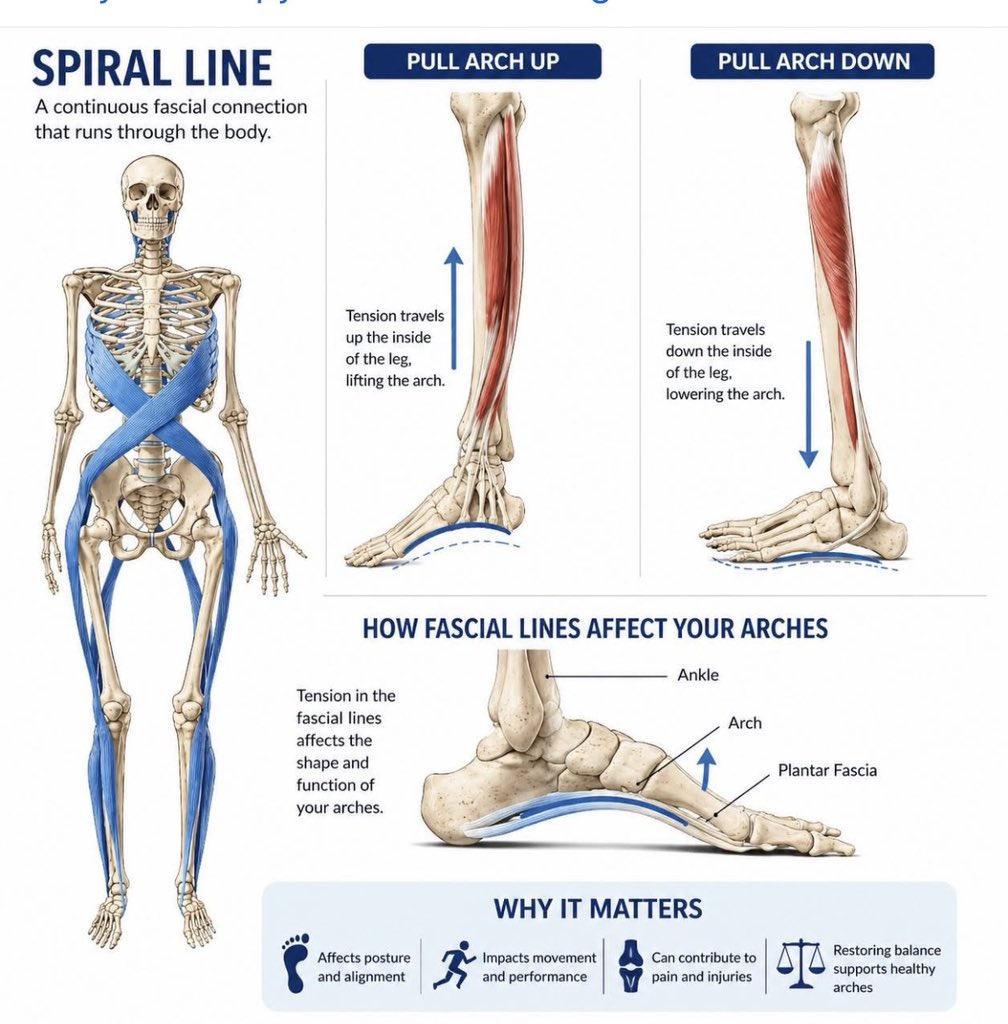 juleshorn01's tweet photo. Most people don’t have a flexibility problem.

They have a fascia problem.

We’ve been taught to stretch the body in straight lines.

But look at how fascia connects the body, it wraps, crosses and spirals.

The body is 3D.

More rotational movement. Less mindless linear stretching.