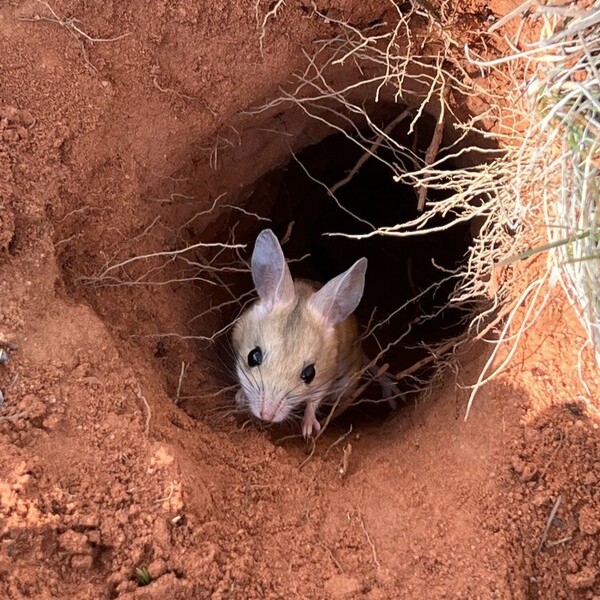 BushHeritageAus's tweet photo. A Dusky Hopping Mouse is smaller than your hand. Finding it across 230,000 hectares of remote Country? Nearly impossible, until now. 

Our scientists are testing eDNA and smarter feral cat control to protect it. 

Learn more & donate today 👉 https://t.co/f4rKNTLprW

📸 David Hancock, Eva Nolan
📍 Ethabuka & Pilungah Reserves, Wangkamahdla Country, 470km south of Mt Isa, QLD