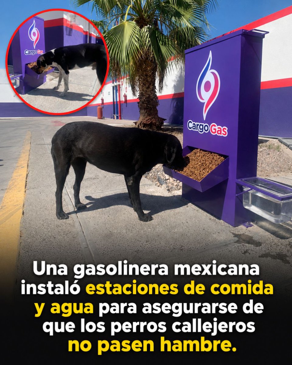 negociosyempren's tweet photo. 👏 ¡TREMENDO GESTO!

En el norte de México, en Torreón, las estaciones de gasolina de CargoGas hicieron algo que parece pequeño, pero que cambió la vida de decenas de perritos sin hogar. https://t.co/a1f60tnPLu