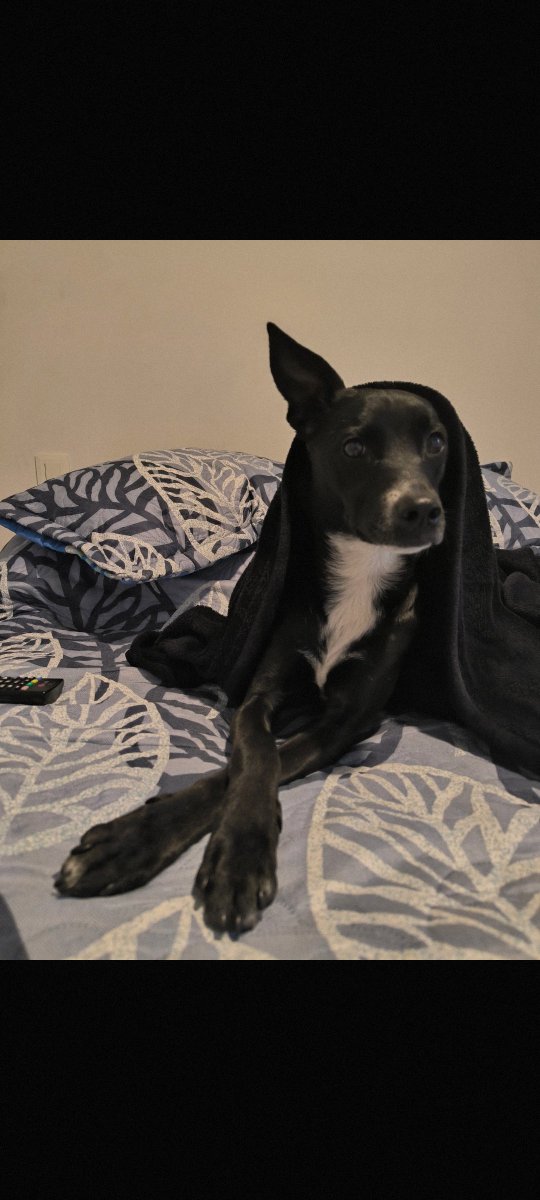 Andreitta_0203's tweet photo. Literal Dana Paola me despertó la perrita jajajaja
#YoMeLlamo https://t.co/KuBkSpSsMG