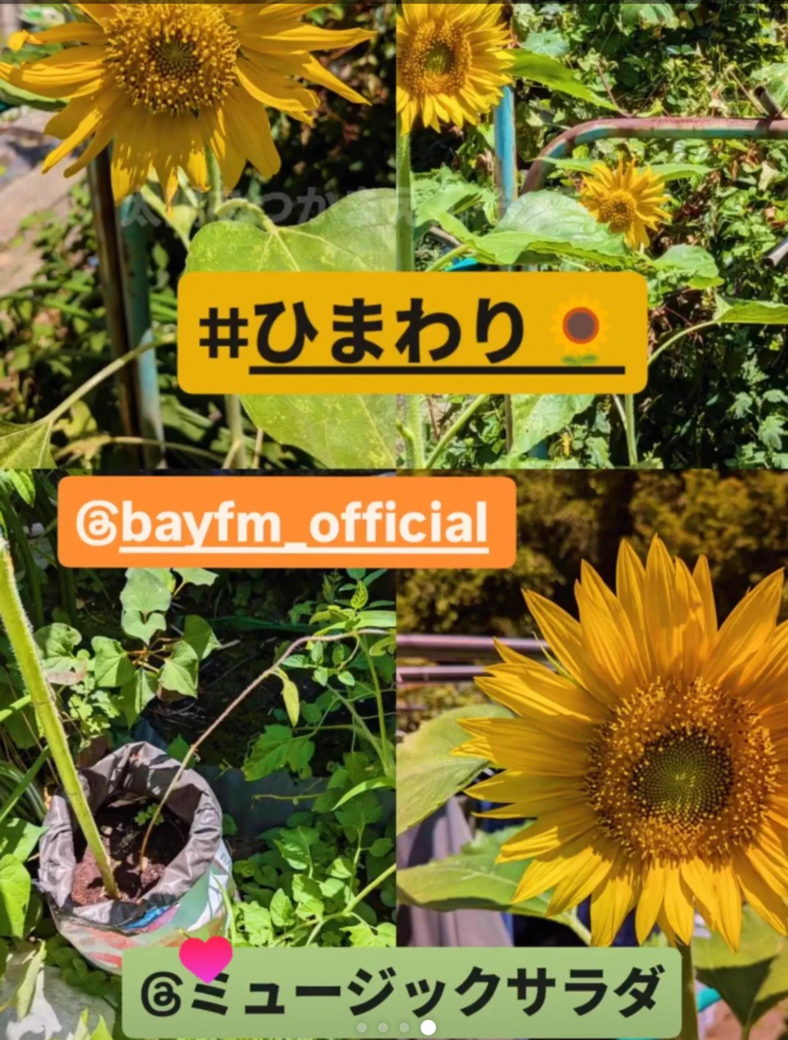 🌈マイケルさとネコ。💎2022〜🐱🌈。 on X: 