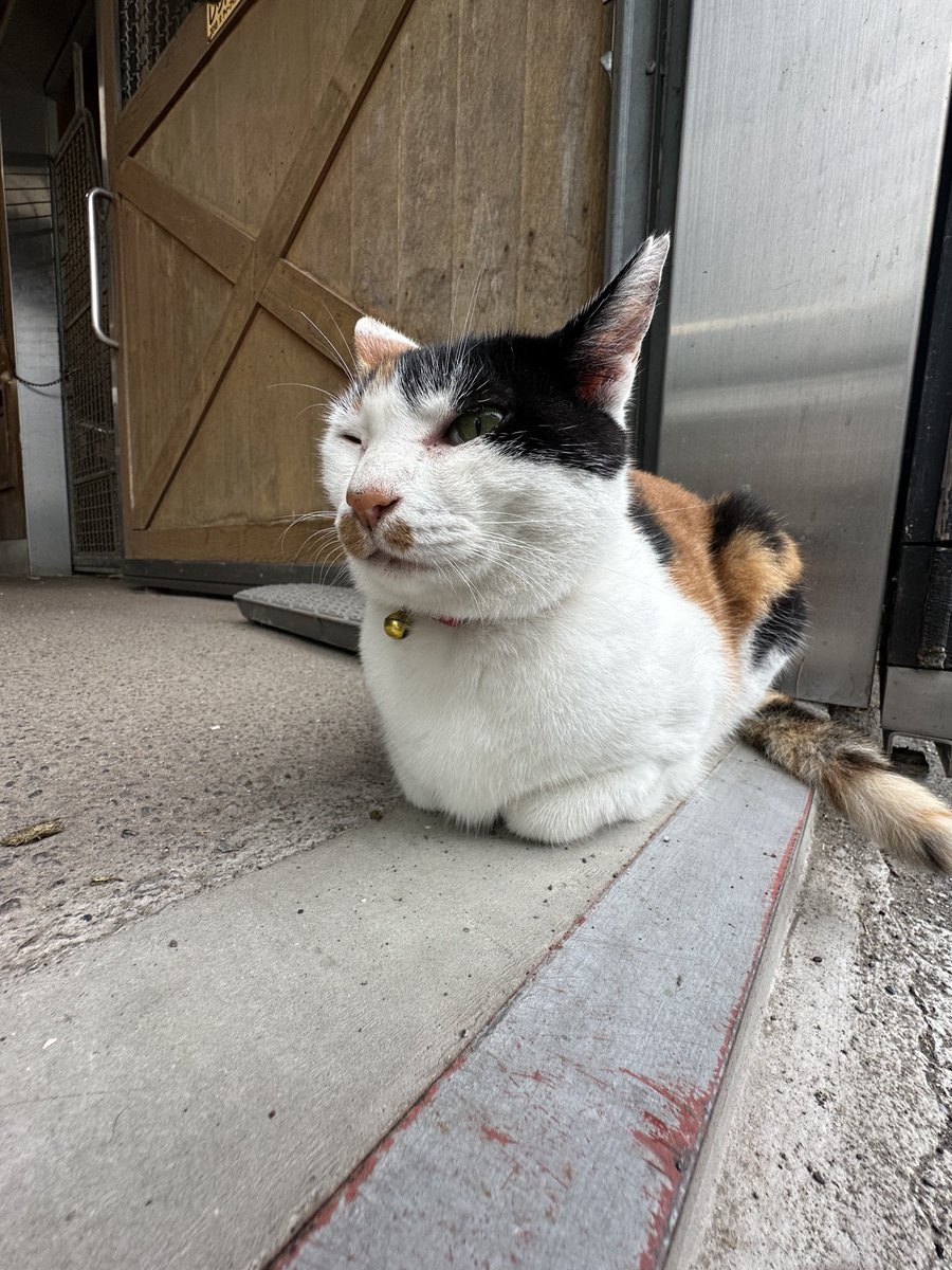 chillaley's tweet photo. いろんな牧場の猫ちやん
#猫ちやん https://t.co/byO1oiKZfy