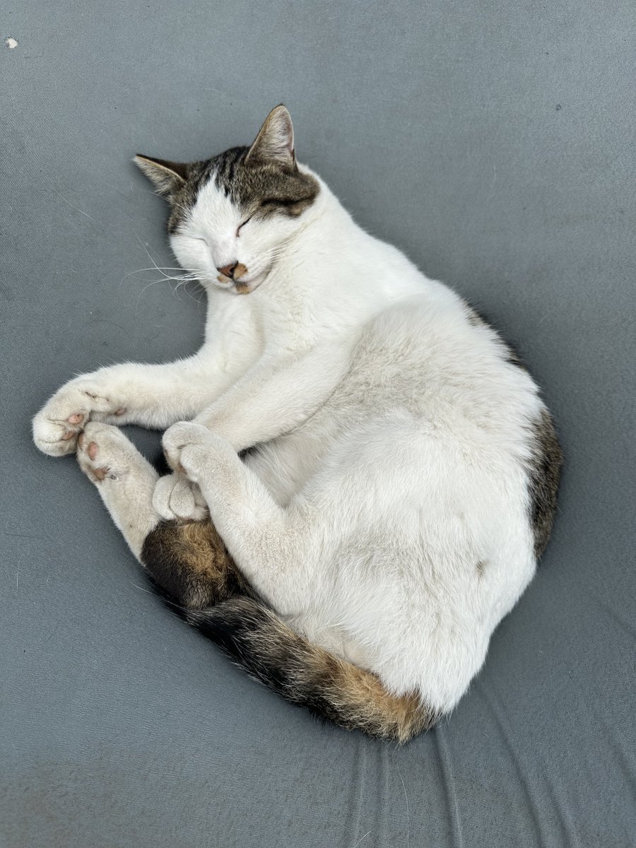 chillaley's tweet photo. いろんな牧場の猫ちやん
#猫ちやん https://t.co/byO1oiKZfy