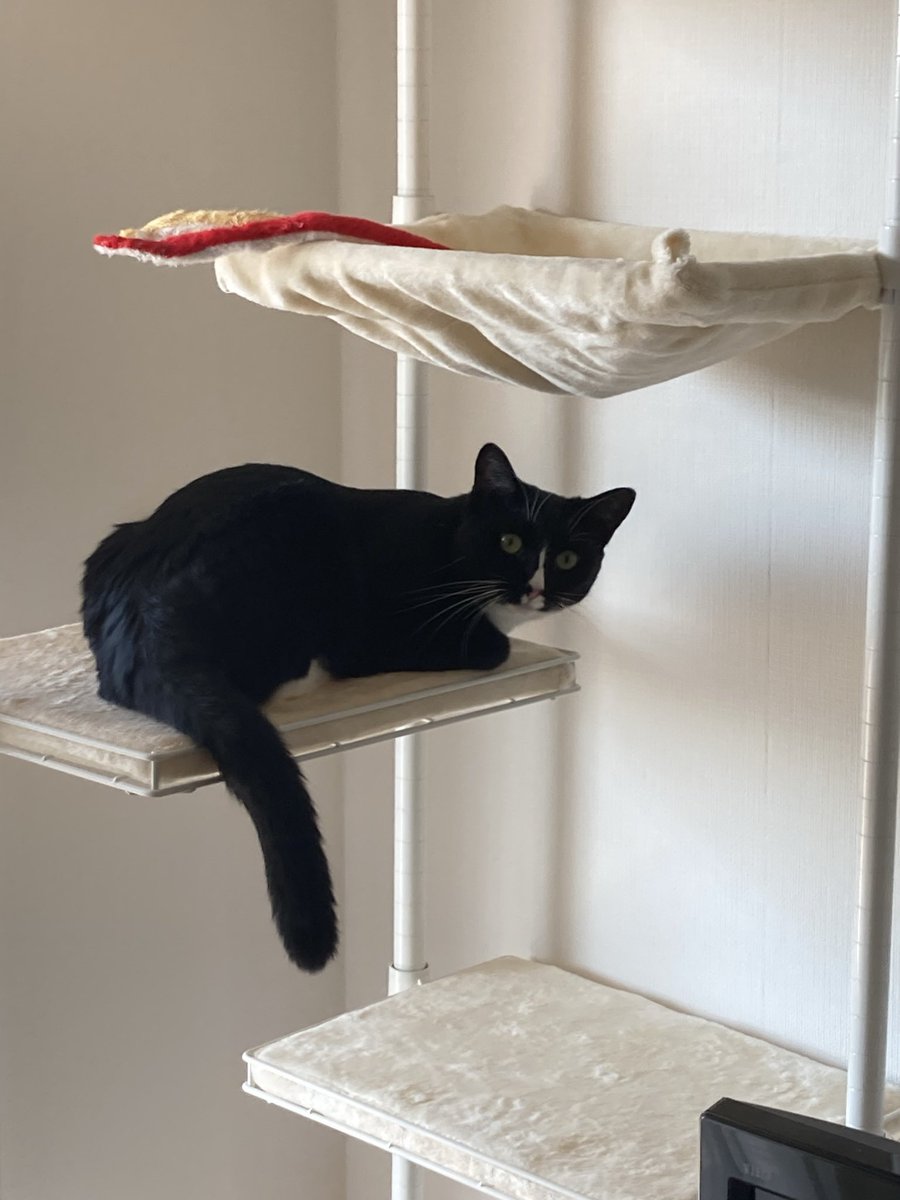 tomi_Brigadier's tweet photo. 今日の花ちゃん（推定1歳、女の子）
※2026/3/21より保護猫を飼い始めました

コメント
なんすか〜🐈‍⬛

#保護猫
#猫 https://t.co/OWhRzZI27v