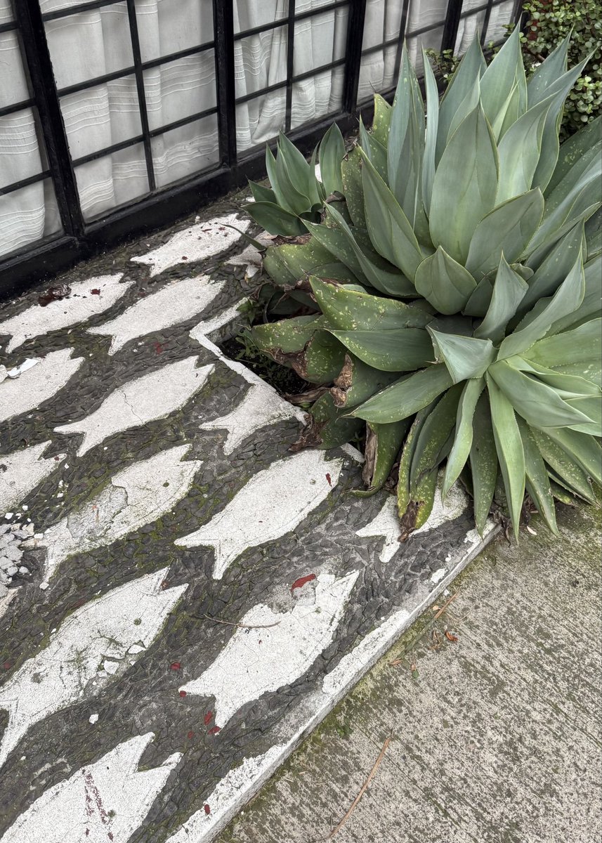 wonder_m_r's tweet photo. Me gustó mucho este piso de pececitos que vi en una casa de la Colonia del Valle

📁Otro pavimento que se une a mi colección https://t.co/p9OOvohNyr