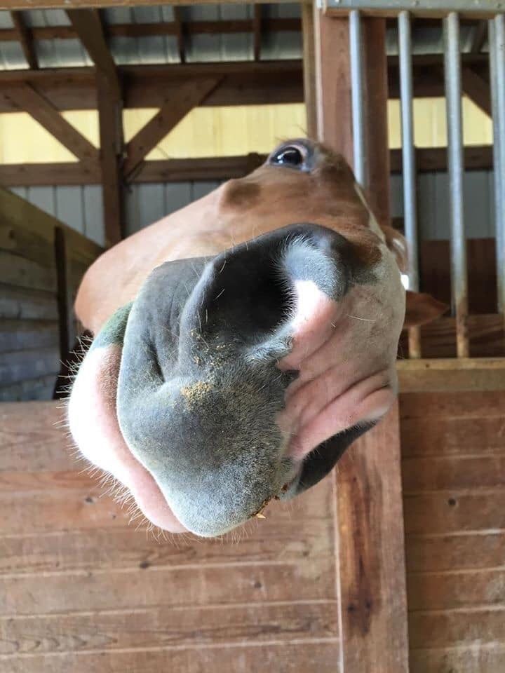 equine__dentist's tweet photo. pov: you’re a delectable sugar cube https://t.co/rtl2ledROX