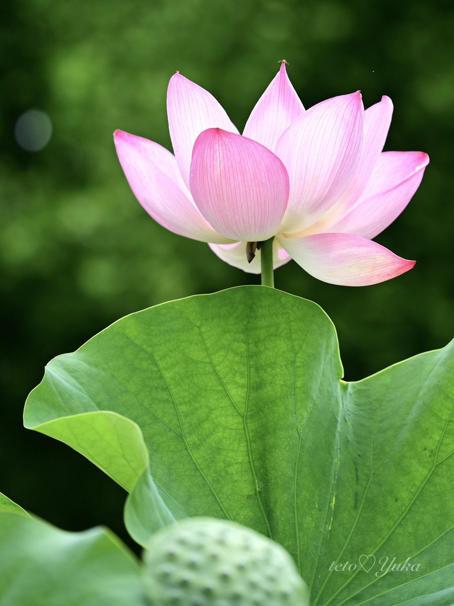 yuka_fujitani's tweet photo. ・
蓮の花🪷
下から見上げるのが好き🩷
蓮の葉に咲く🪷みたいに撮れました
🔔🎶
お昼🕛ランチタイムですよぉ〜

#FlowerPhotography https://t.co/YhFZXYaVsQ