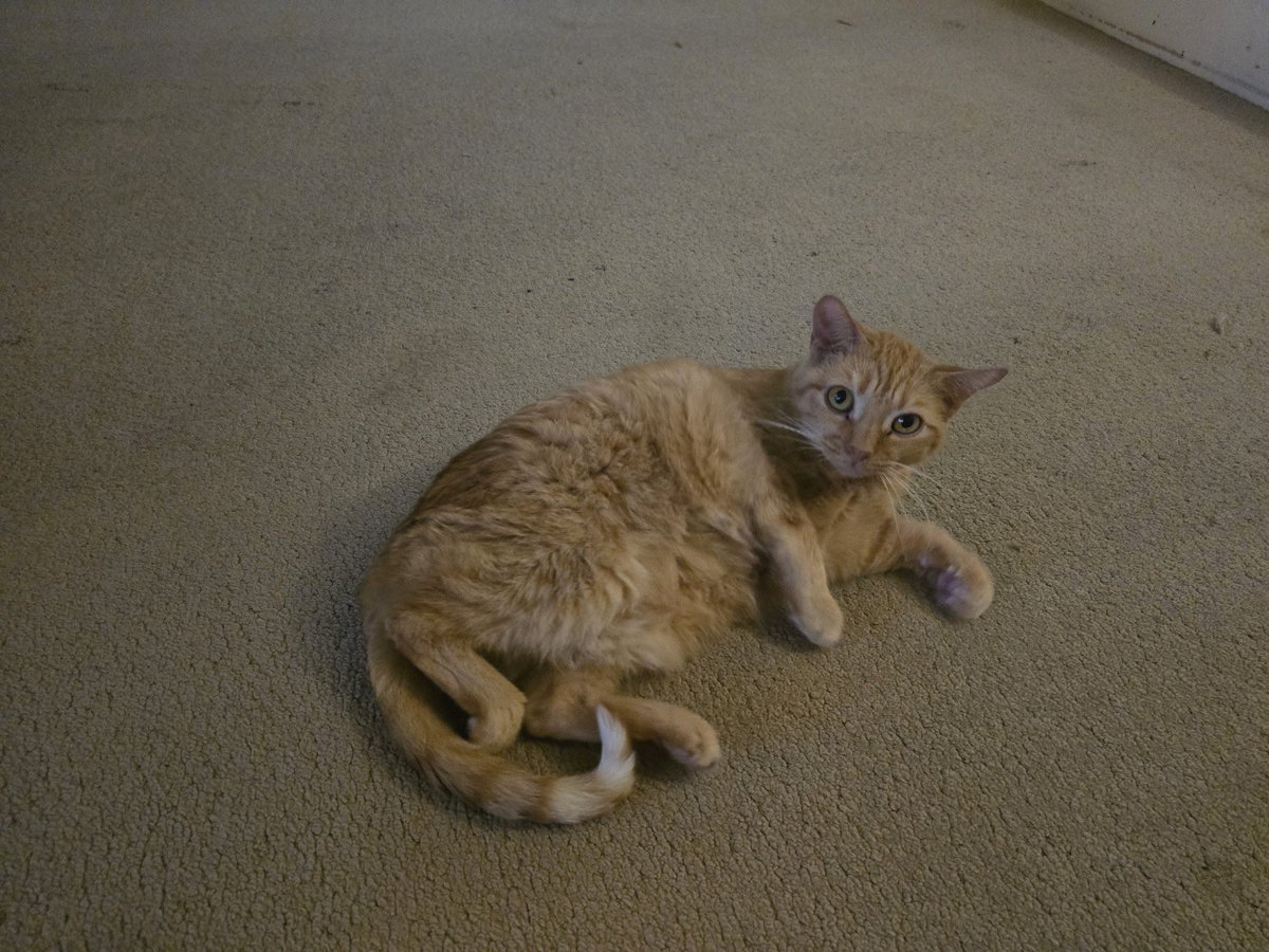 CaprisunThief13's tweet photo. I don’t really post about IRL stuff very often but last night my oldest cat, Cal passed away. I loved him more than almost anything in the world. He meant so much to me I can’t even really describe it. I’ll miss you a lot bud, hopefully you’re in a better place. https://t.co/34f0158ymU